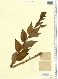 Campanula latifolia L., Eastern Europe, Eastern region (E10) (Russia)