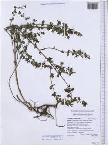 Clinopodium nepeta (L.) Kuntze, Western Europe (EUR) (Spain)