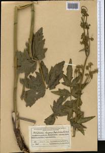 Semenovia dasycarpa (Regel & Schmalh.) Korovin ex Pimenov & V. N. Tikhom., Middle Asia, Western Tian Shan & Karatau (M3) (Kyrgyzstan)