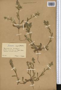 Nonea caspica (Willd.) G.Don, Middle Asia, Karakum (M6) (Turkmenistan)
