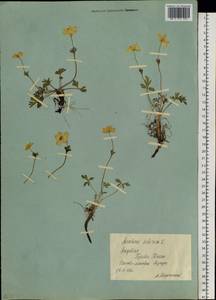 Anemonastrum narcissiflorum subsp. crinitum (Juz.) Raus, Siberia, Yakutia (S5) (Russia)