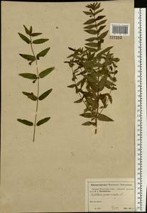 Scutellaria galericulata L., Eastern Europe, Moscow region (E4a) (Russia)