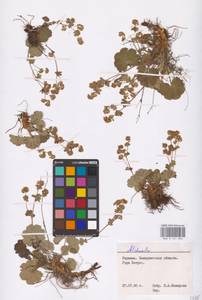 Alchemilla, Eastern Europe, West Ukrainian region (E13) (Ukraine)