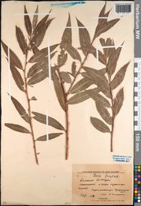 Salix fragilis L., Caucasus, North Ossetia, Ingushetia & Chechnya (K1c) (Russia)