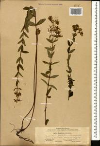 Hypericum hirsutum L., Caucasus, Stavropol Krai, Karachay-Cherkessia & Kabardino-Balkaria (K1b) (Russia)