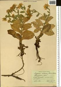 Aster spathulifolius Maxim., Siberia, Russian Far East (S6) (Russia)