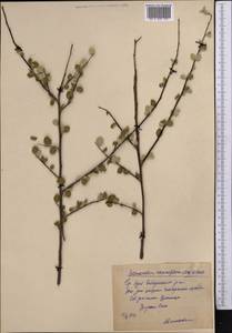 Cotoneaster suavis Pojark., Middle Asia, Pamir & Pamiro-Alai (M2) (Uzbekistan)