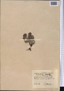 Dracocephalum paulsenii Briq., Middle Asia, Western Tian Shan & Karatau (M3) (Uzbekistan)