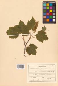 Acer ukurunduense Trautv. & C.A.Mey., Siberia, Russian Far East (S6) (Russia)