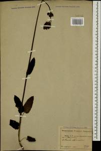 Betonica officinalis L., Caucasus, Abkhazia (K4a) (Abkhazia)