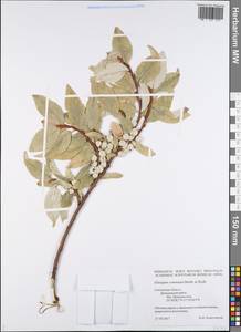 Elaeagnus commutata Bernh. ex Rydb., Eastern Europe, Western region (E3) (Russia)