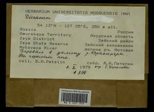 Dicranum, Bryophytes, Bryophytes - Russian Far East (excl. Chukotka & Kamchatka) (B20) (Russia)