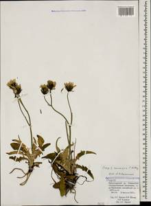 Crepis caucasica C. A. Mey., Caucasus, Krasnodar Krai & Adygea (K1a) (Russia)