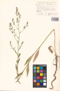 Lepidium latifolium L., Eastern Europe, Moscow region (E4a) (Russia)