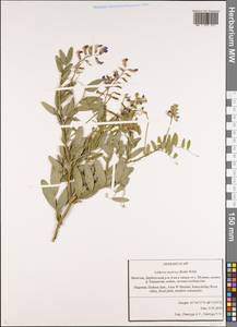 Lathyrus incurvus (Roth)Willd., Caucasus, Dagestan (K2) (Russia)