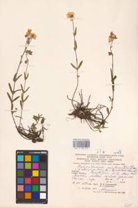 Helianthemum nummularium subsp. obscurum (Pers. ex Wahlenb.) Holub, Eastern Europe, West Ukrainian region (E13) (Ukraine)