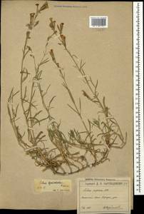 Silene spergulifolia (Willd.) M. Bieb., Crimea (KRYM) (Russia)