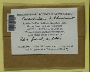 Callicladium haldaneanum (Grev.) H.A. Crum, Bryophytes, Bryophytes - Russian Far East (excl. Chukotka & Kamchatka) (B20) (Russia)