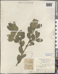 Ilex crenata Thunb., South Asia, South Asia (Asia outside ex-Soviet states and Mongolia) (ASIA) (China)