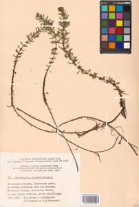 Myriophyllum verticillatum L., Eastern Europe, Moscow region (E4a) (Russia)