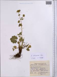Alchemilla retropilosa Juz., Middle Asia, Western Tian Shan & Karatau (M3) (Kazakhstan)