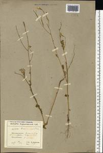 Sinapis arvensis L., Eastern Europe, North Ukrainian region (E11) (Ukraine)