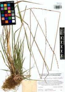 Elymus gmelinii (Trin.) Tzvelev, Siberia, Baikal & Transbaikal region (S4) (Russia)
