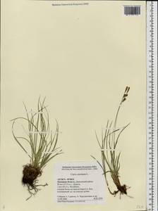 Carex montana L., Eastern Europe, Central forest-and-steppe region (E6) (Russia)