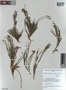 Diphasiastrum alpinum (L.) Holub, Siberia, Altai & Sayany Mountains (S2) (Russia)