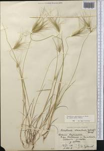 Taeniatherum caput-medusae (L.) Nevski, Middle Asia, Syr-Darian deserts & Kyzylkum (M7) (Kazakhstan)