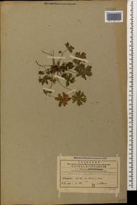 Geranium pyrenaicum Burm. f., Caucasus, Georgia (K4) (Georgia)