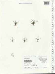 Cyperus fuscus L., Eastern Europe, Central region (E4) (Russia)