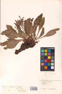 Limonium gmelini (Willd.) Kuntze, Middle Asia, Caspian Ustyurt & Northern Aralia (M8) (Kazakhstan)