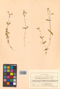 Cerastium furcatum Cham. & Schltdl., Siberia, Russian Far East (S6) (Russia)