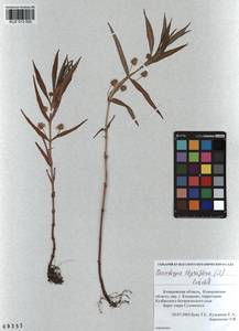 Lysimachia thyrsiflora L., Siberia, Altai & Sayany Mountains (S2) (Russia)