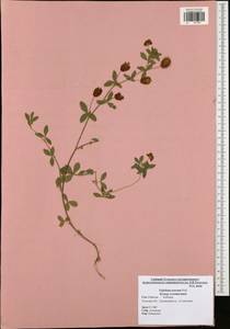 Trifolium aureum Pollich, Eastern Europe, Central region (E4) (Russia)