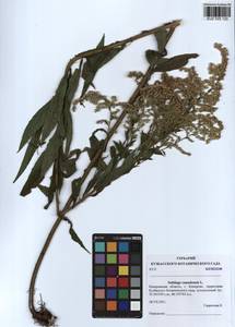 Solidago canadensis L., Siberia, Altai & Sayany Mountains (S2) (Russia)