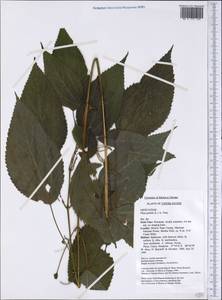 Pilea pumila (L.) A. Gray, America (AMER) (United States)