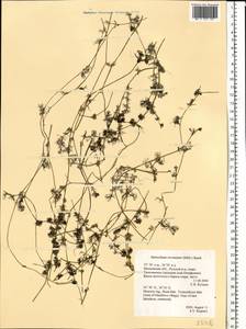 Ranunculus circinatus Sibth., Eastern Europe, Moscow region (E4a) (Russia)