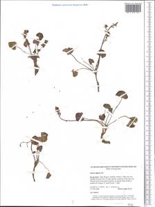 Oxyria digyna (L.) Hill, Middle Asia, Northern & Central Tian Shan (M4) (Kyrgyzstan)