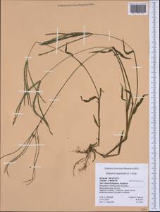 Digitaria sanguinalis (L.) Scop., Western Europe (EUR) (United Kingdom)