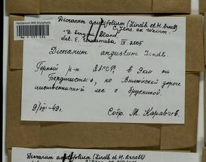 Dicranum acutifolium (Lindb. & Arnell) C.E.O. Jensen, Bryophytes, Bryophytes - Yakutia (B19) (Russia)