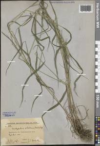 Brachypodium sylvaticum (Huds.) P.Beauv., Eastern Europe, Central forest-and-steppe region (E6) (Russia)