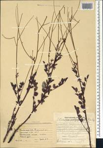 Poterium sanguisorba subsp. polygamum (Waldst. & Kit.) Asch. & Graebn., Caucasus, Armenia (K5) (Armenia)
