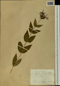 Silene banksia (Meerb.) Mabb., Siberia, Russian Far East (S6) (Russia)