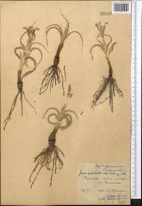 Iris subdecolorata Vved., Middle Asia, Syr-Darian deserts & Kyzylkum (M7) (Uzbekistan)