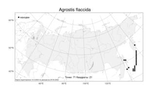 Agrostis flaccida Hack., Atlas of the Russian Flora (FLORUS) (Russia)