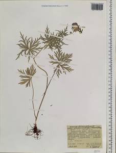 Aconitum pseudokusnezowii Vorosch., Siberia, Russian Far East (S6) (Russia)