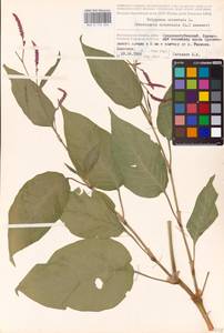 Persicaria orientalis (L.) Spach, Eastern Europe, Lower Volga region (E9) (Russia)