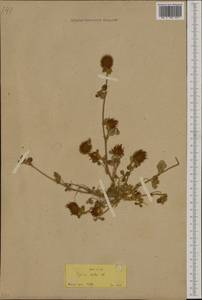 Trifolium hirtum All., South Asia, South Asia (Asia outside ex-Soviet states and Mongolia) (ASIA) (Turkey)